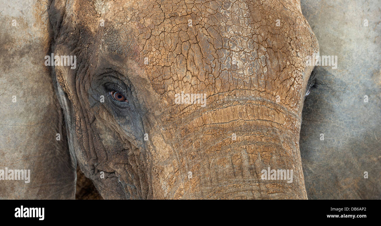Nahaufnahme eines afrikanischen Elefanten Loxodonta africana Stockfoto