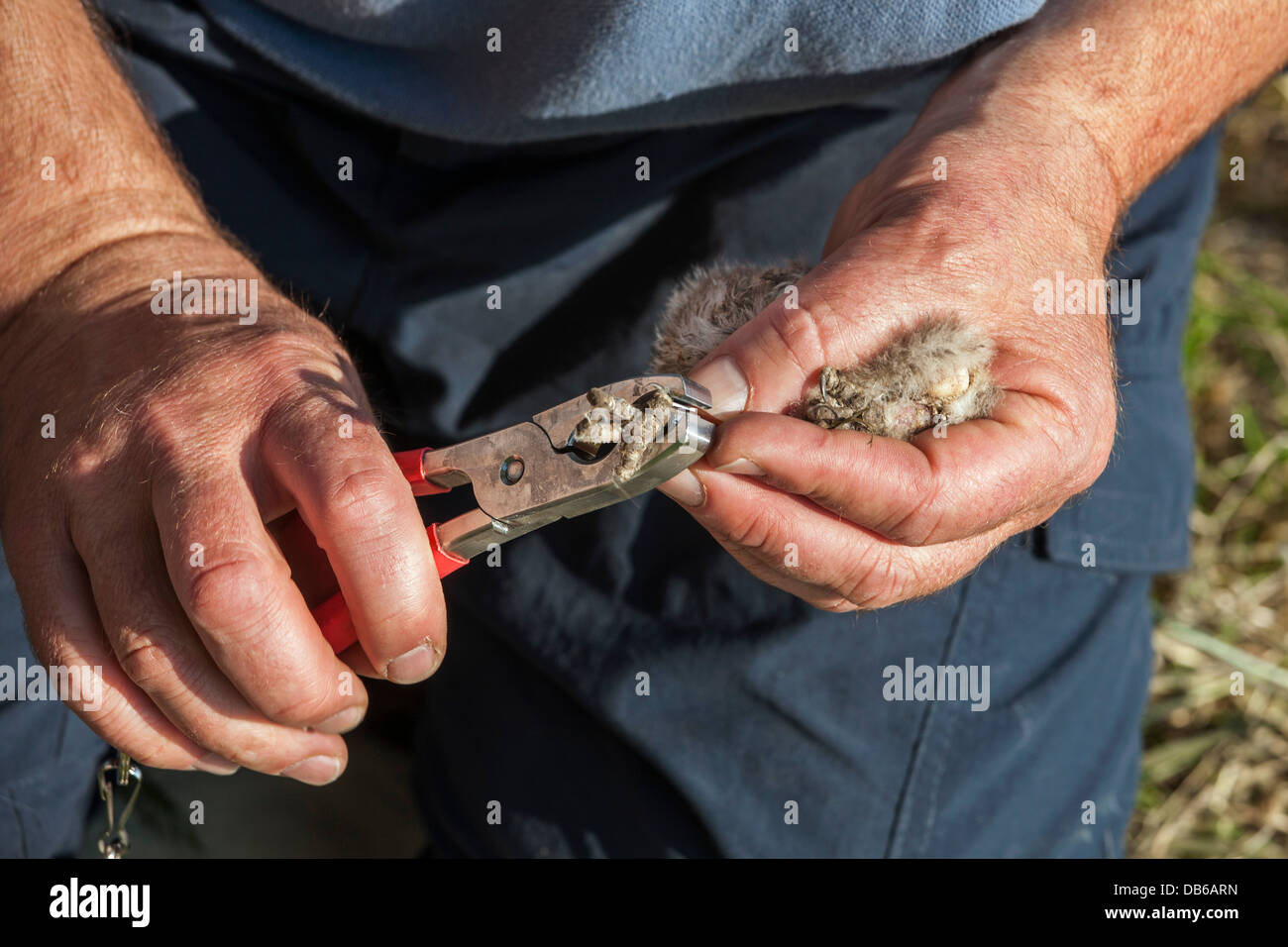 Vogel Wecker mit Zange zur Befestigung von Metall-Ring Steinkauz (Athene Noctua) Owlet Bein im Frühjahr Stockfoto