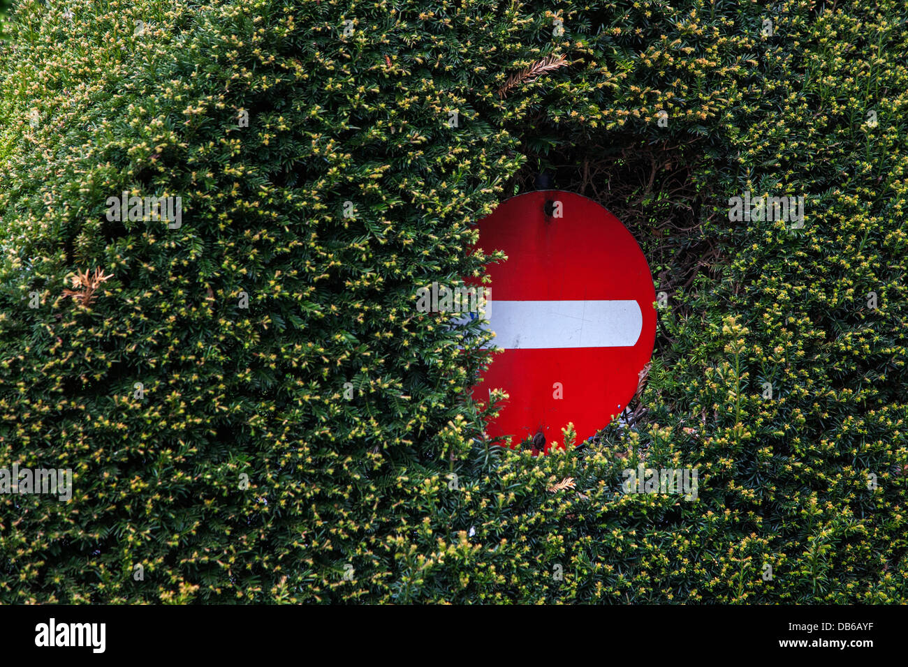 Kaum sichtbare Verkehrszeichen versteckt in der dichten Vegetation der Hecke entlang der Straße Stockfoto