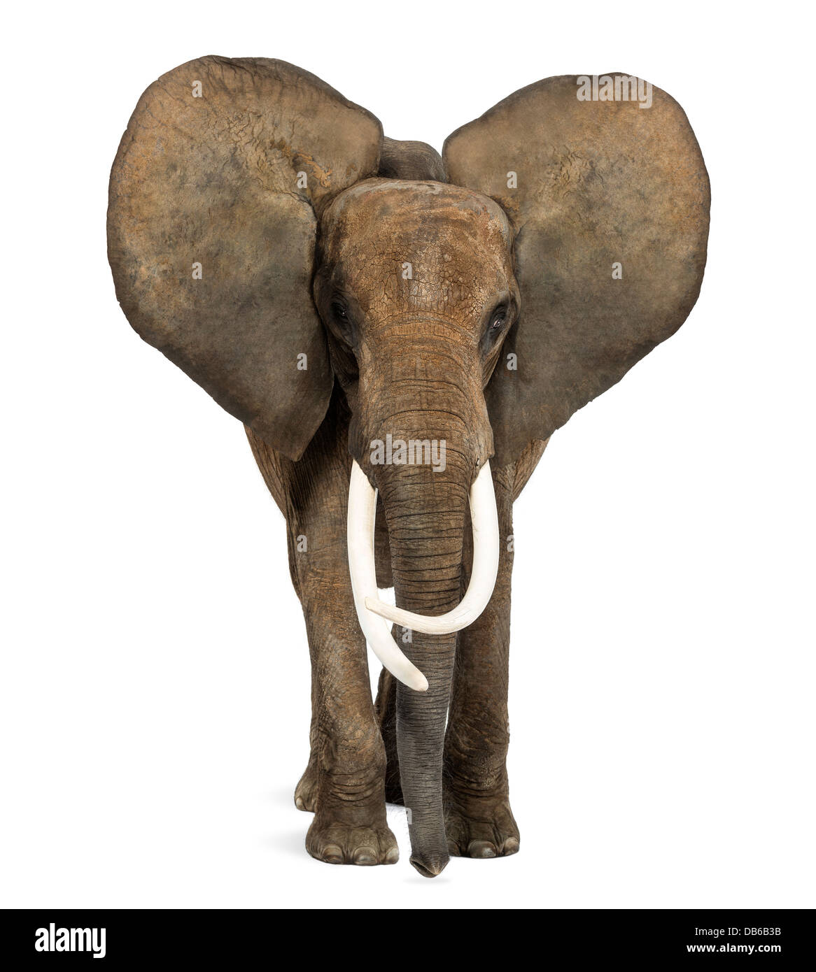Vorderansicht des afrikanischen Elefanten, Loxodonta Africana, stehend vor weißem Hintergrund Stockfoto