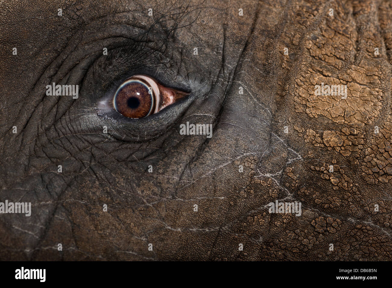 Nahaufnahme eines afrikanischen Elefanten, Loxodonta Africana, Auge Stockfoto