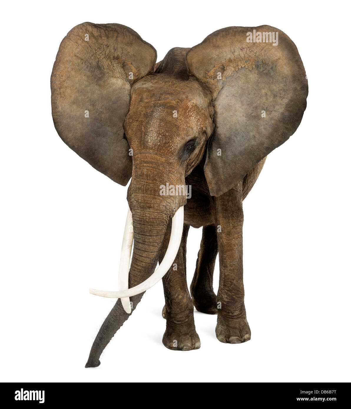 Vorderansicht des afrikanischen Elefanten, Loxodonta Africana, stehend vor weißem Hintergrund Stockfoto
