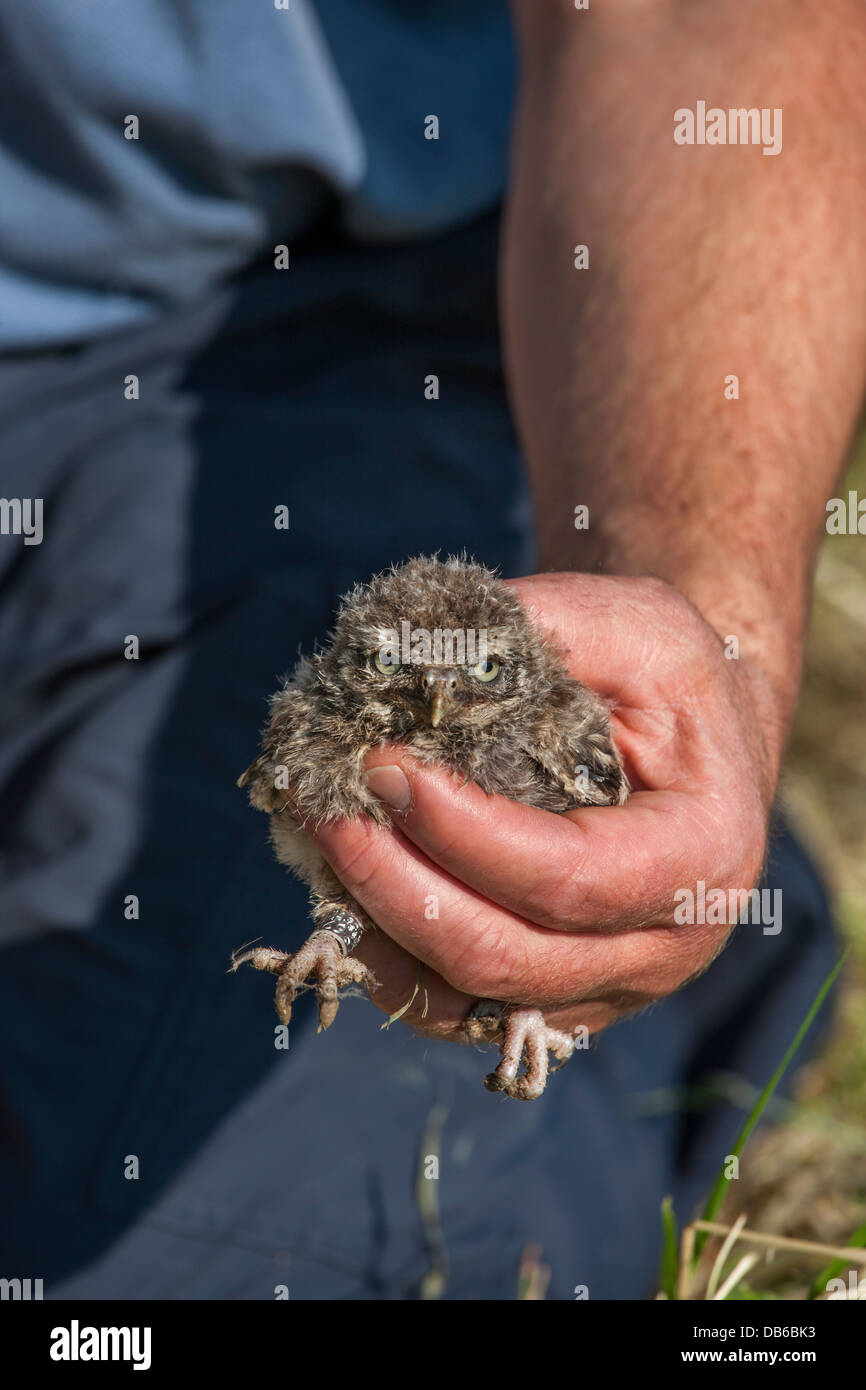 Vogel-Ringer halten beringt Steinkauz (Athene Noctua) Owlet gebändert mit Metallring am Bein im Frühjahr Stockfoto