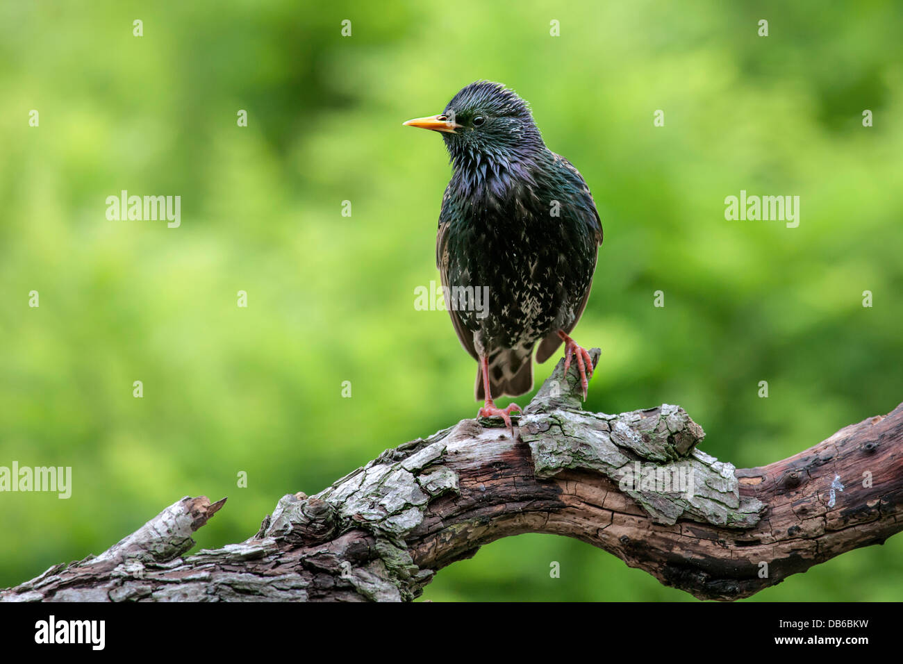 Gemeinsamen Starling / Europäische Star (Sturnus Vulgaris) thront auf Ast im Baum Stockfoto