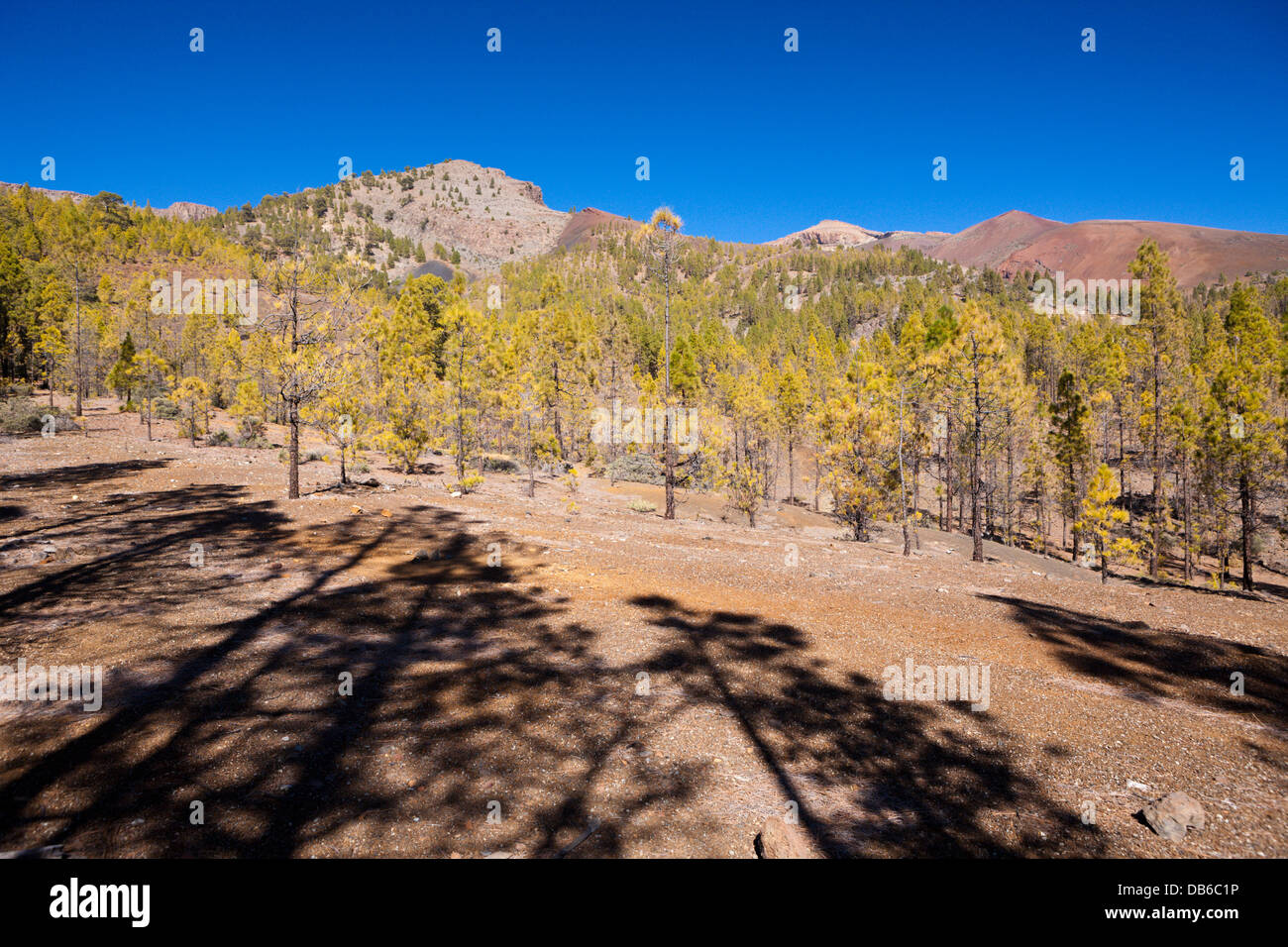 Wanderung zur Paisaje Lunar in der Nähe von Vilaflor, Teneriffa, Kanarische Inseln, Spanien Stockfoto