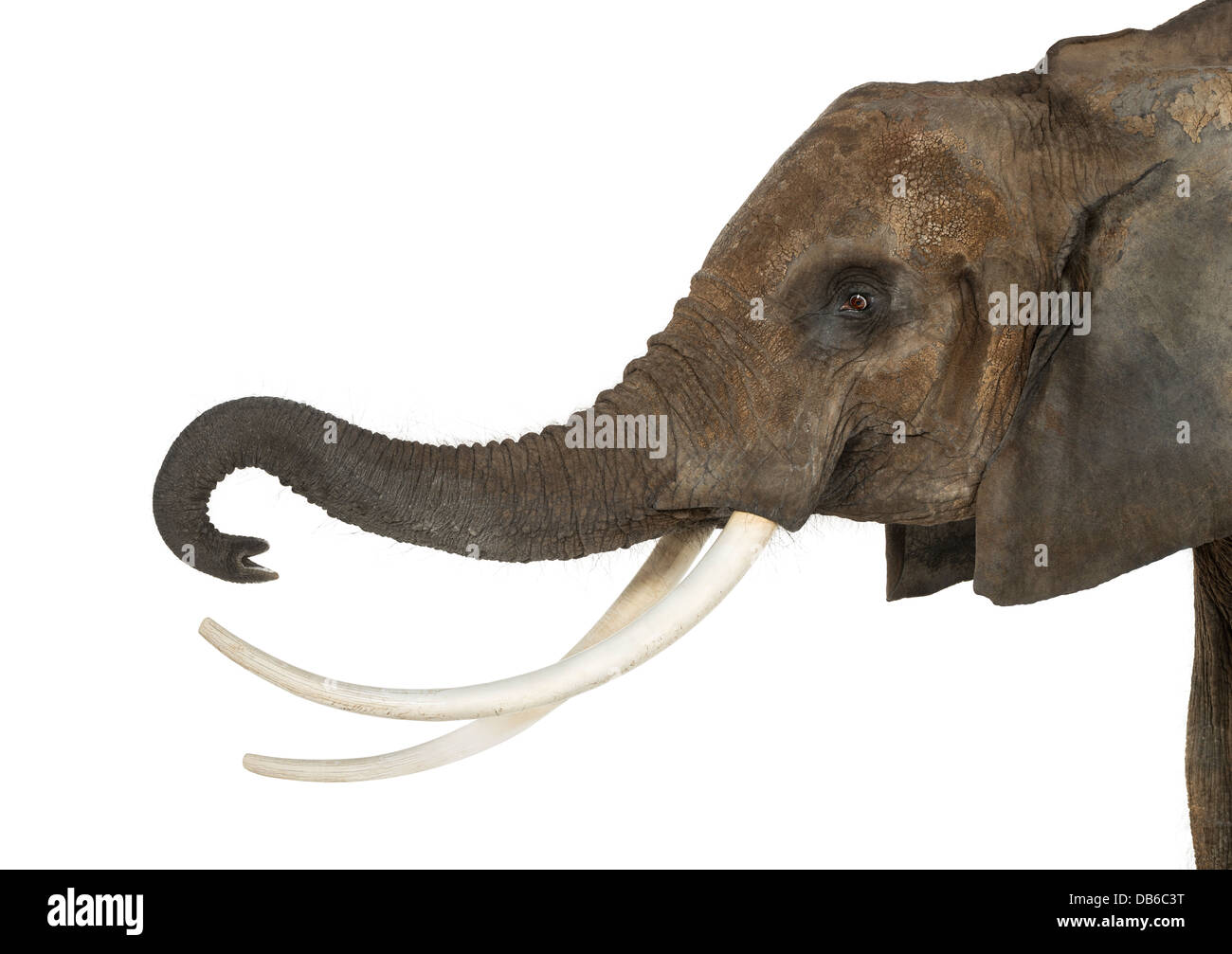 Nahaufnahme eines afrikanischen Elefanten, Loxodonta Africana, heben ihren Stamm vor weißem Hintergrund Stockfoto