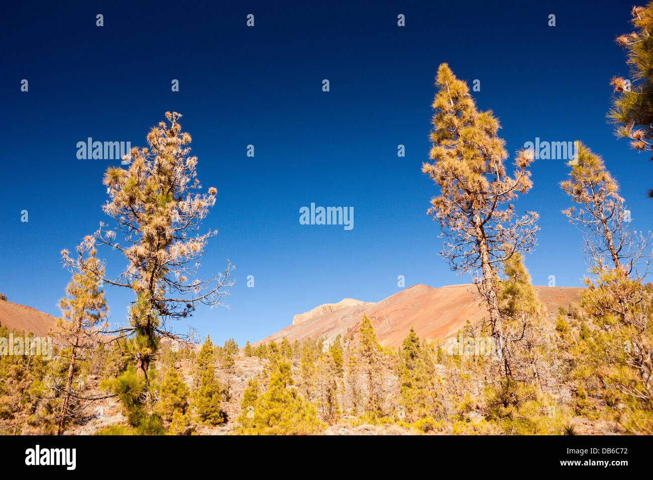 Wanderung zur Paisaje Lunar in der Nähe von Vilaflor, Teneriffa, Kanarische Inseln, Spanien Stockfoto