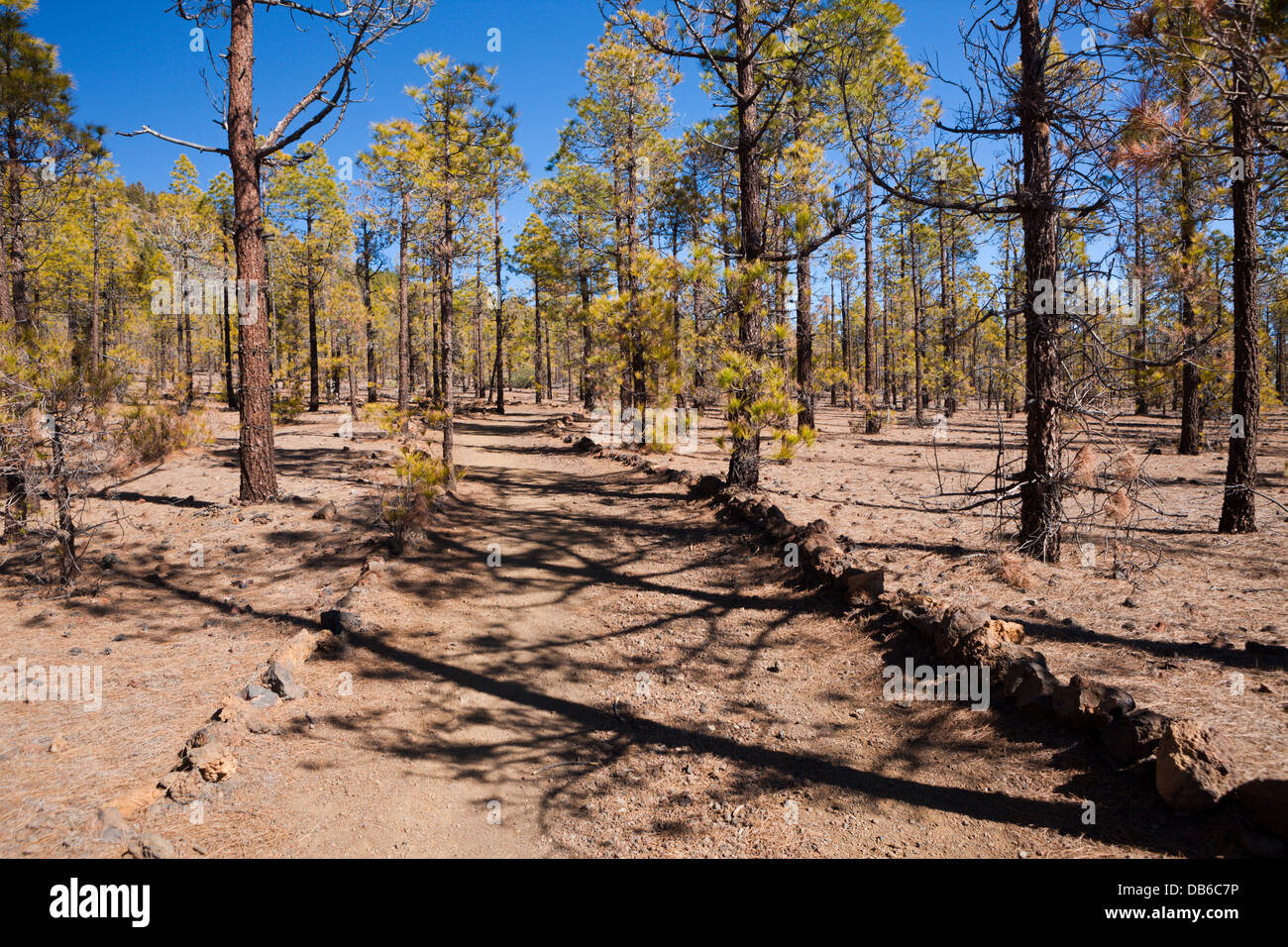 Wanderung zur Paisaje Lunar in der Nähe von Vilaflor, Teneriffa, Kanarische Inseln, Spanien Stockfoto