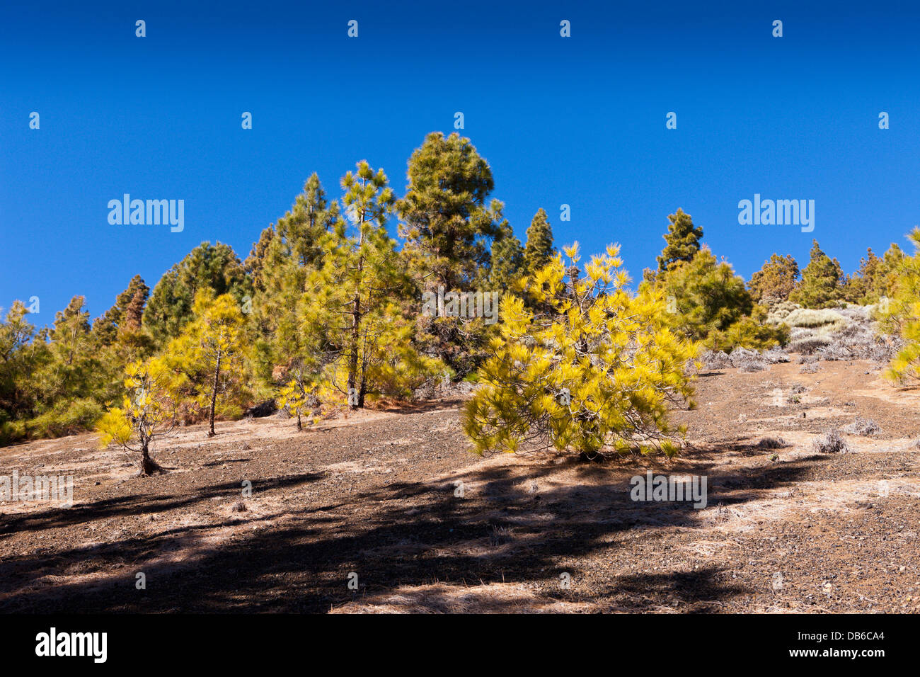 Schwarze Moonlandscape im Teide-Nationalpark, Teneriffa, Kanarische Inseln, Spanien Stockfoto