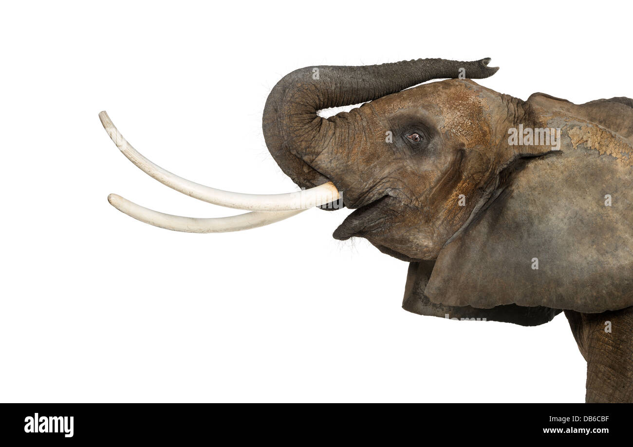 Nahaufnahme eines afrikanischen Elefanten, Loxodonta Africana, heben den Stamm und ruft vor weißem Hintergrund Stockfoto