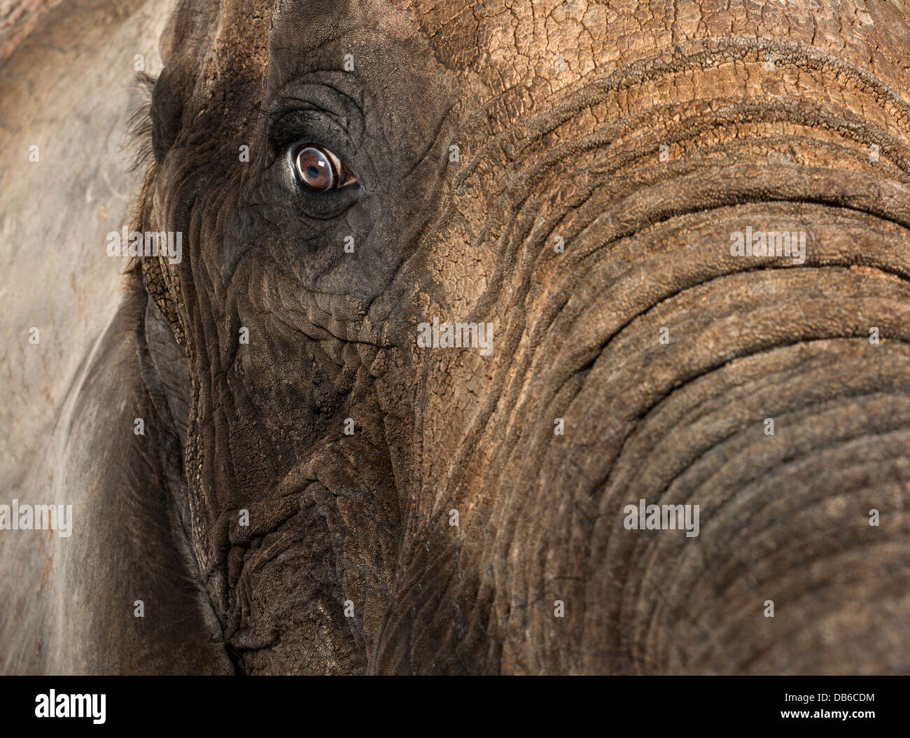 Nahaufnahme eines afrikanischen Elefanten Loxodonta africana Stockfoto