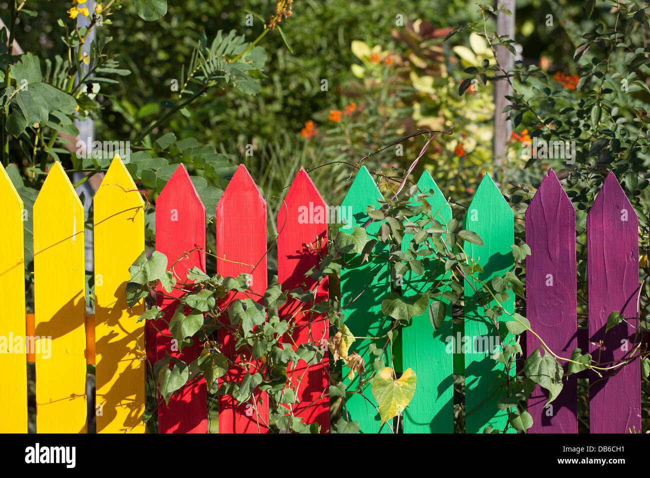 Bunt bemalte Pickett Zaun und Reben Stockfoto