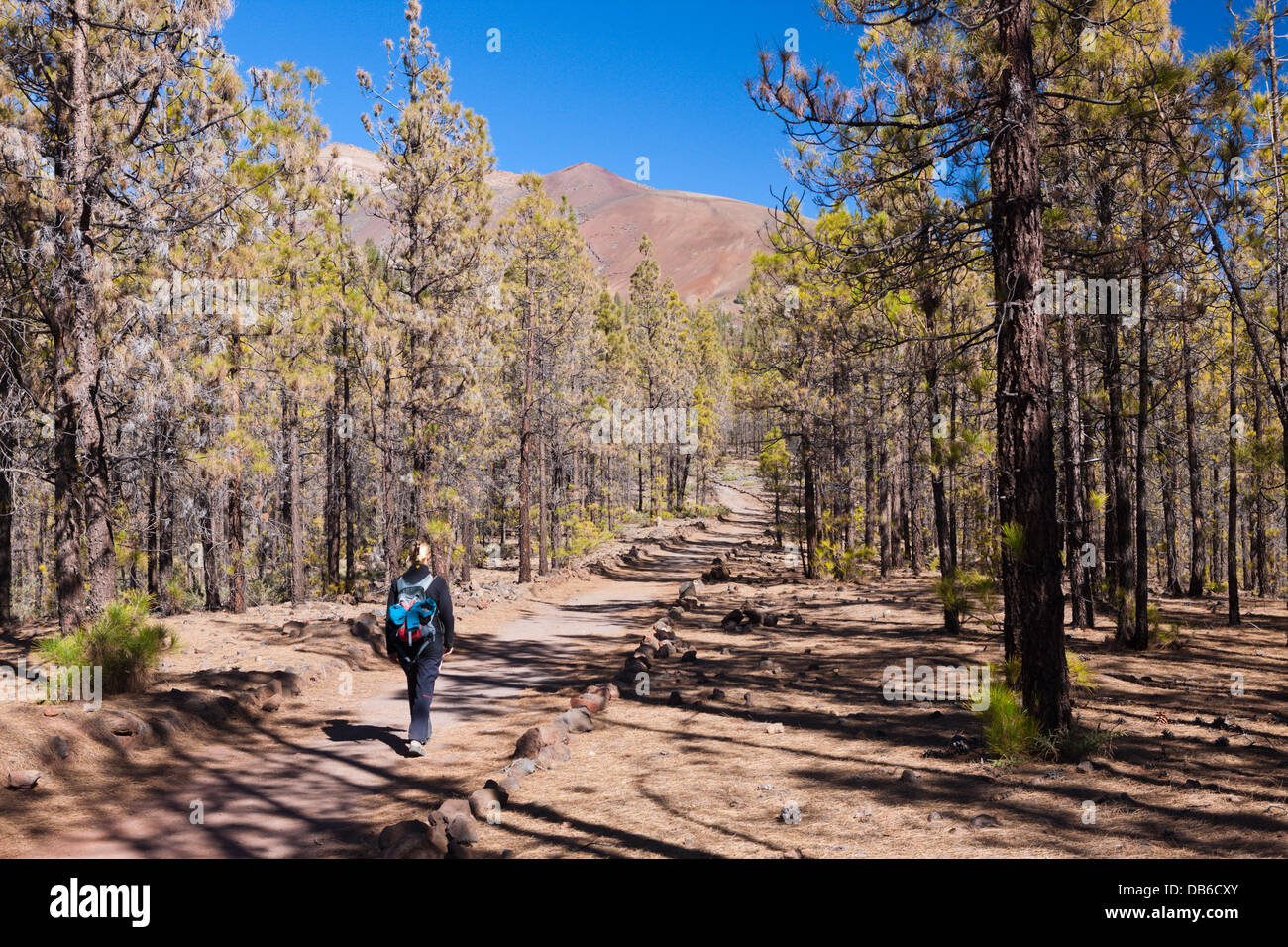Wanderung zur Paisaje Lunar in der Nähe von Vilaflor, Teneriffa, Kanarische Inseln, Spanien Stockfoto