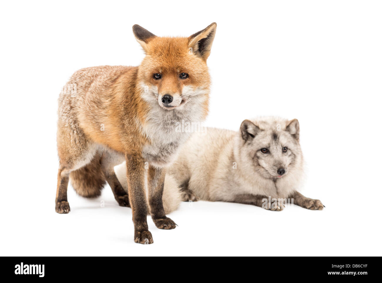 Rotfuchs, Vulpes Vulpes, stehen neben Polarfuchs, Vulpes Lagopus, liegend vor weißem Hintergrund Stockfoto