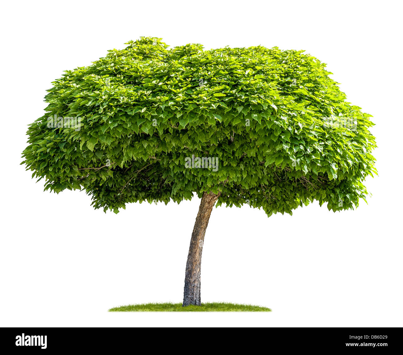isolierte Catalpa-Baum auf einem weißen Hintergrund Stockfoto