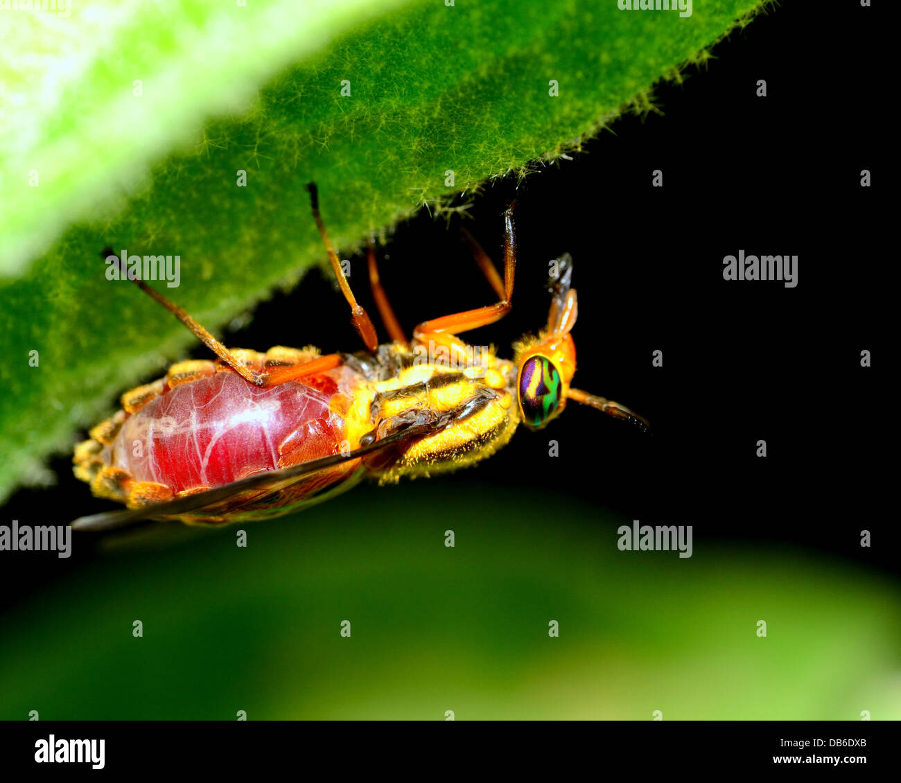 Ein Hirsch-Fly engorged mit Blut thront auf einem Pflanzenstängel. Stockfoto