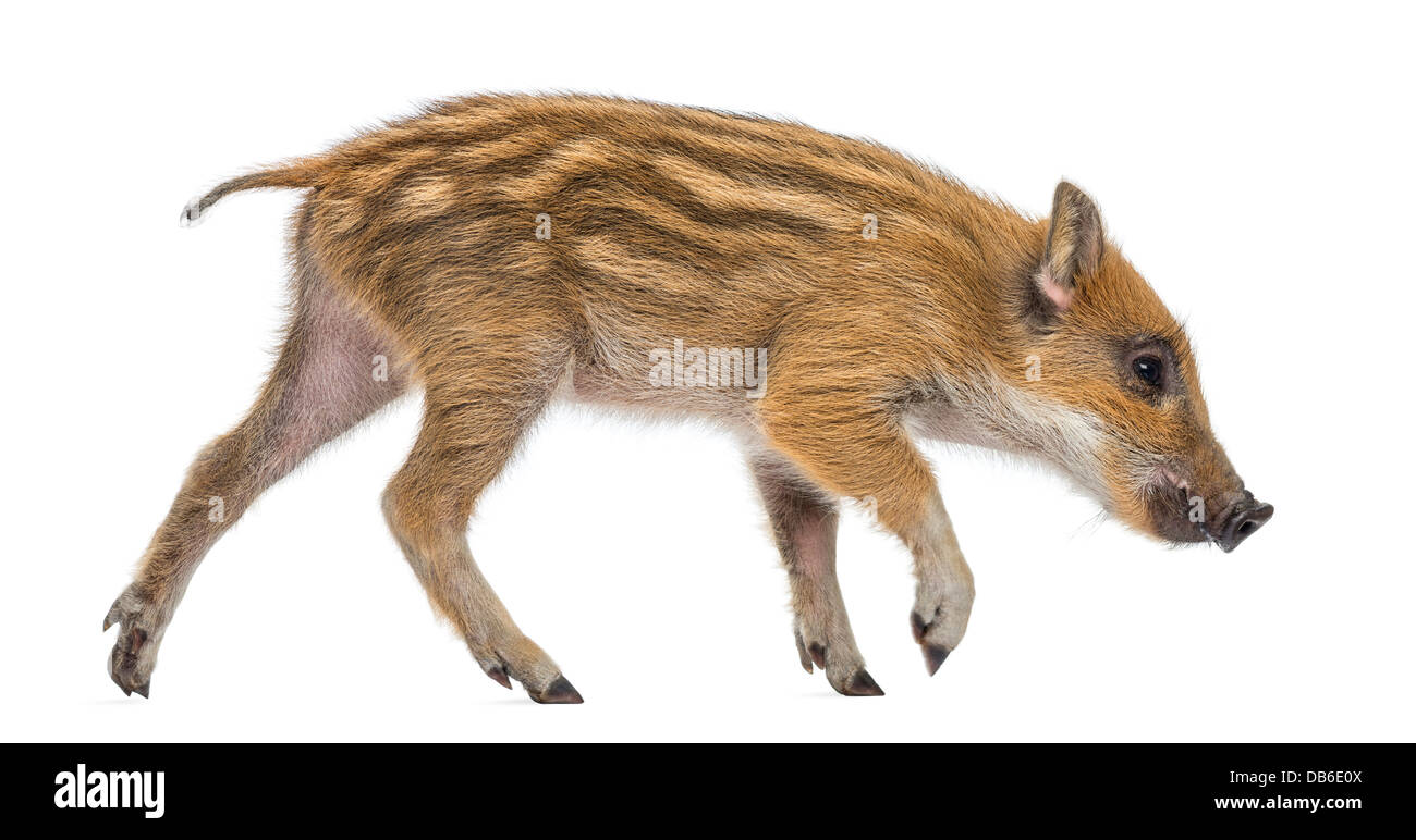 Wildschwein, Sus Scrofa, 2 Monate alt, auch bekannt als Wildschwein zu Fuß vor weißem Hintergrund Stockfoto