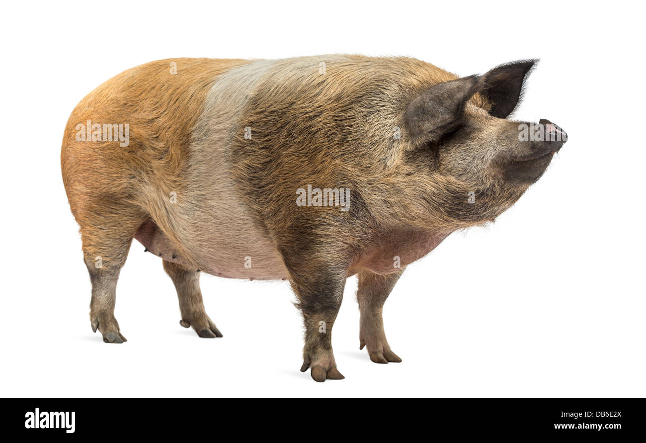Hausschwein stehend und wegsehen auf weißen Hintergrund Stockfoto