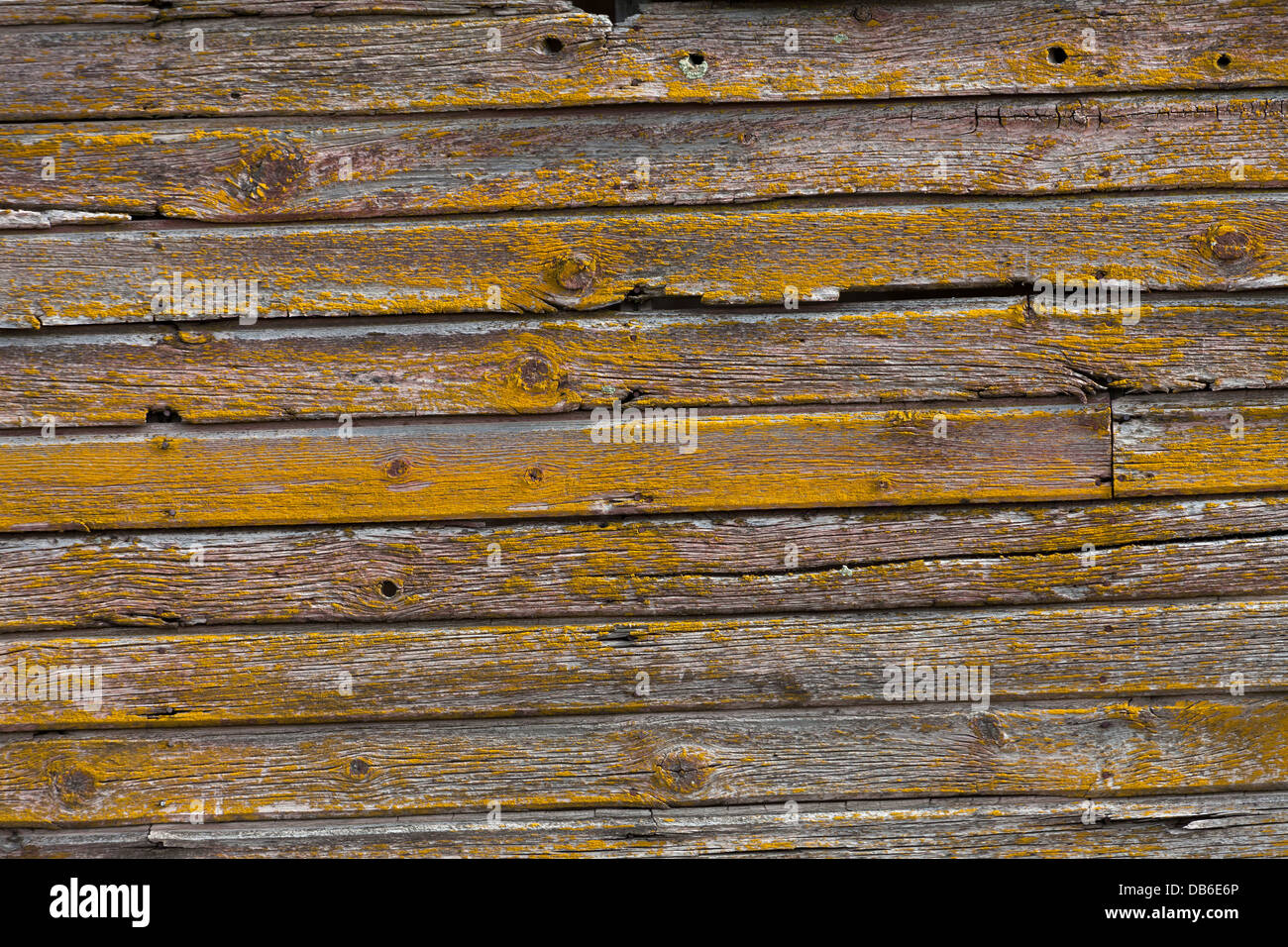 Gürtelrose-Wand auf einem sehr alten Holz Gebäude Stockfoto