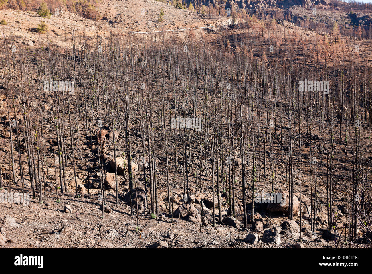 Schwarze kanarische Kiefern nach Waldbrand im Teide Nationalpark, Teneriffa, Kanarische Inseln, Spanien Stockfoto