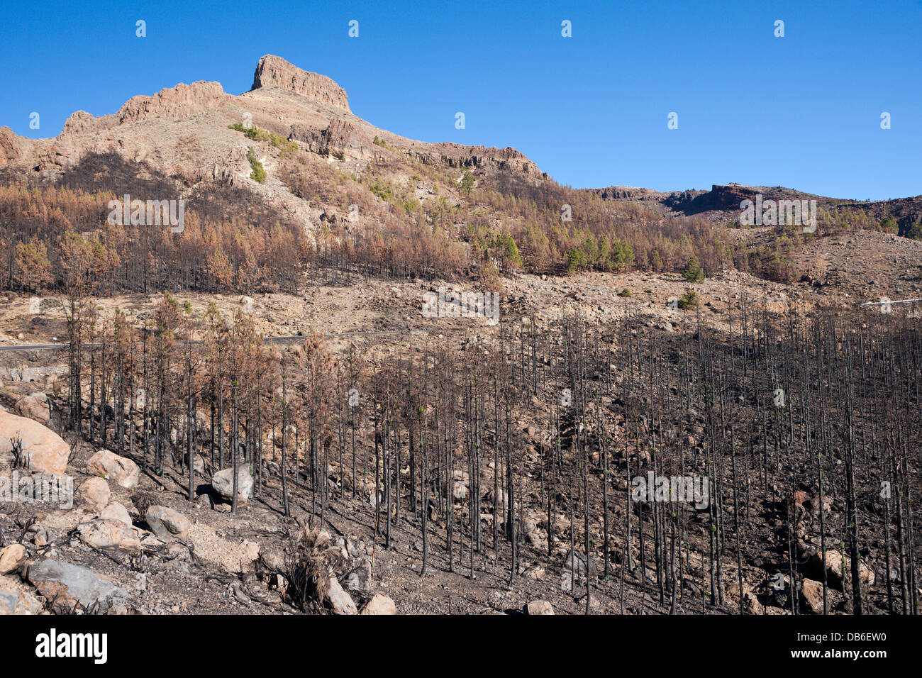 Schwarze kanarische Kiefern nach Waldbrand im Teide Nationalpark, Teneriffa, Kanarische Inseln, Spanien Stockfoto