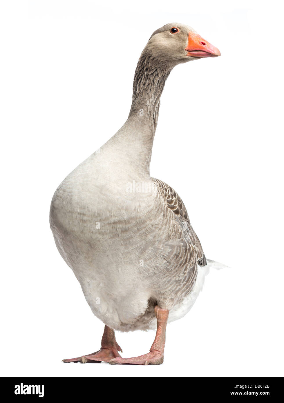 Inländische Gans, Anser Anser Domesticus, stehend vor weißem Hintergrund Stockfoto