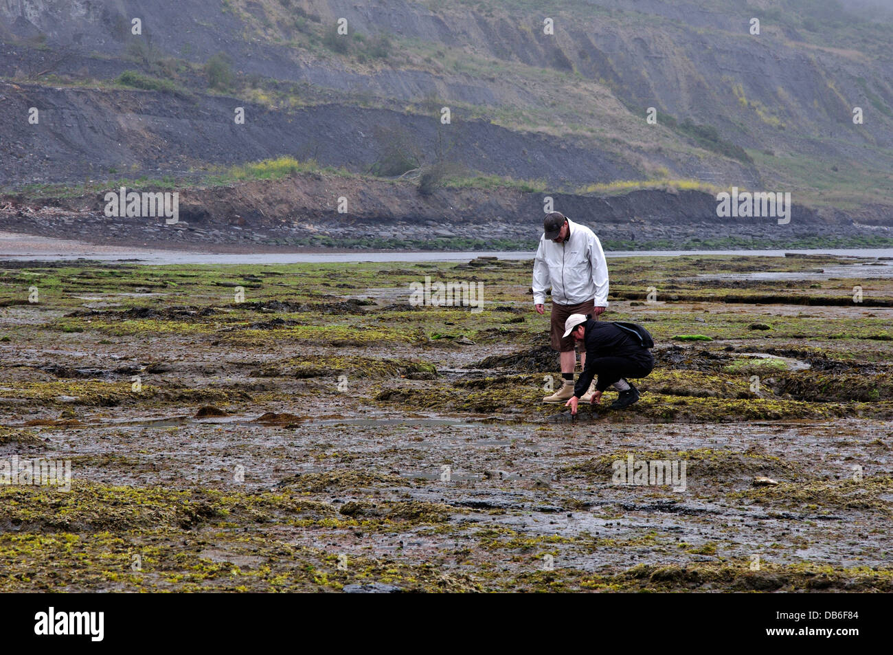 Zwei Personen Rock pooling bei breiten Sims Lyme Regis Dorset UK Stockfoto