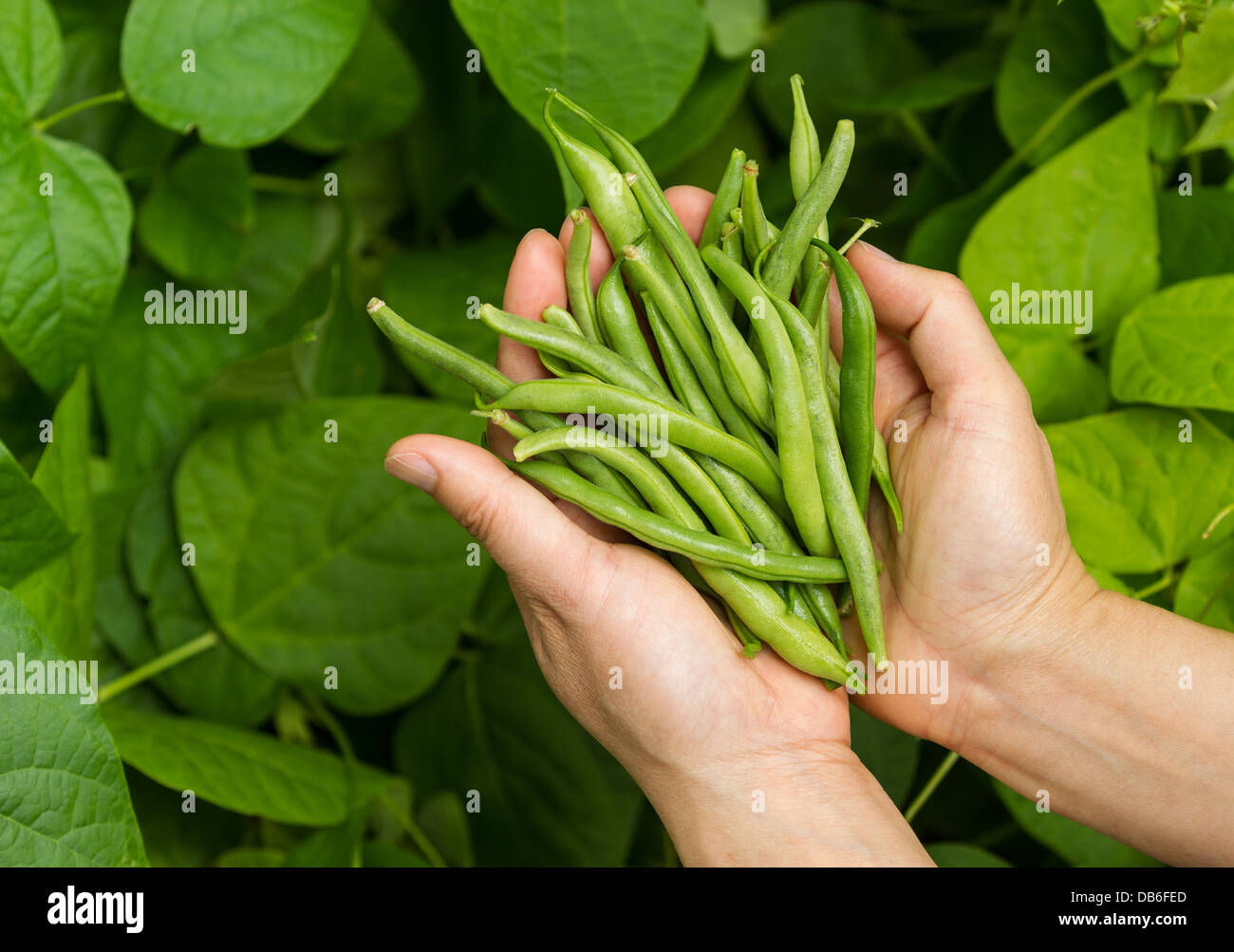 Horizontale Foto der weiblichen Hände halten frische grüne Bohnen mit Gemüsegarten im Hintergrund Stockfoto