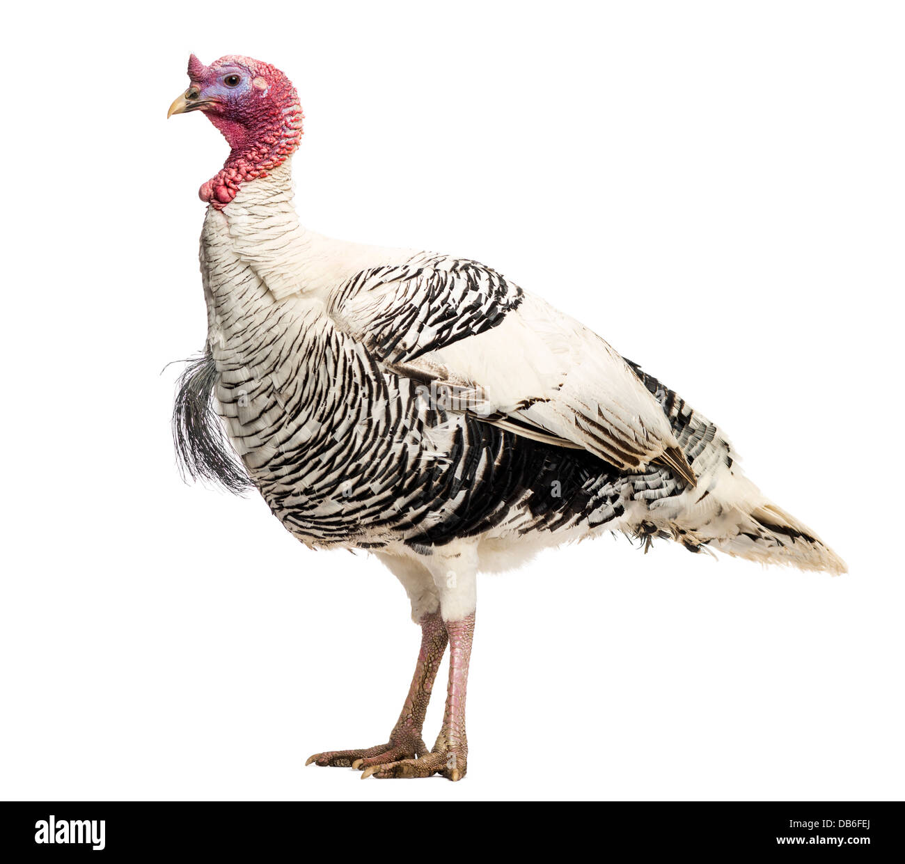 Wilder Truthahn, Meleagris Gallopavo, stehend vor weißem Hintergrund Stockfoto
