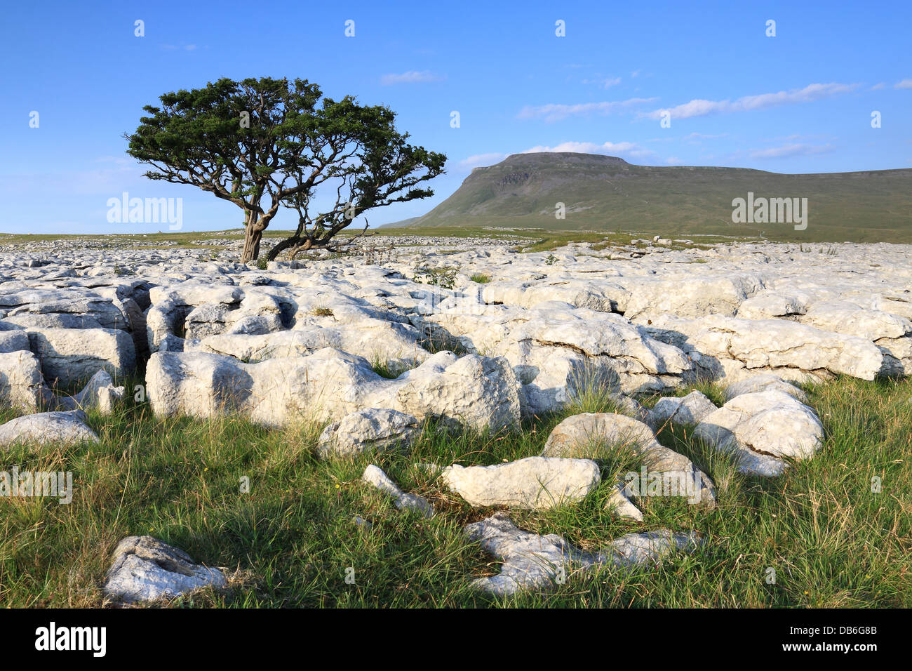 Ein einsamer Baum wächst im Kalkstein Pflaster auf weiße Narben, mit dem Gipfel des Ingleborough im Hintergrund, Yorkshire Dales Stockfoto