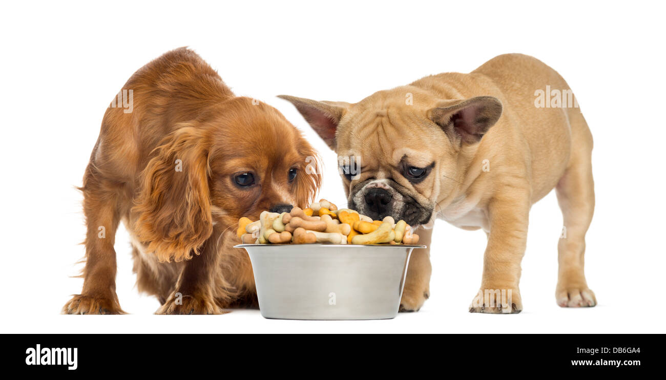 Französische Bulldogge Welpen und Cavailer King Charles Spaniel Essen aus einer Schüssel voller Kekse vor weißem Hintergrund Stockfoto