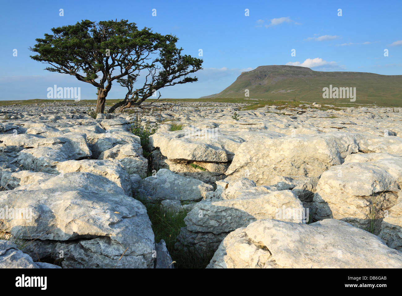 Ein einsamer Baum wächst im Kalkstein Pflaster auf weiße Narben, mit dem Gipfel des Ingleborough im Hintergrund, Yorkshire Dales Stockfoto