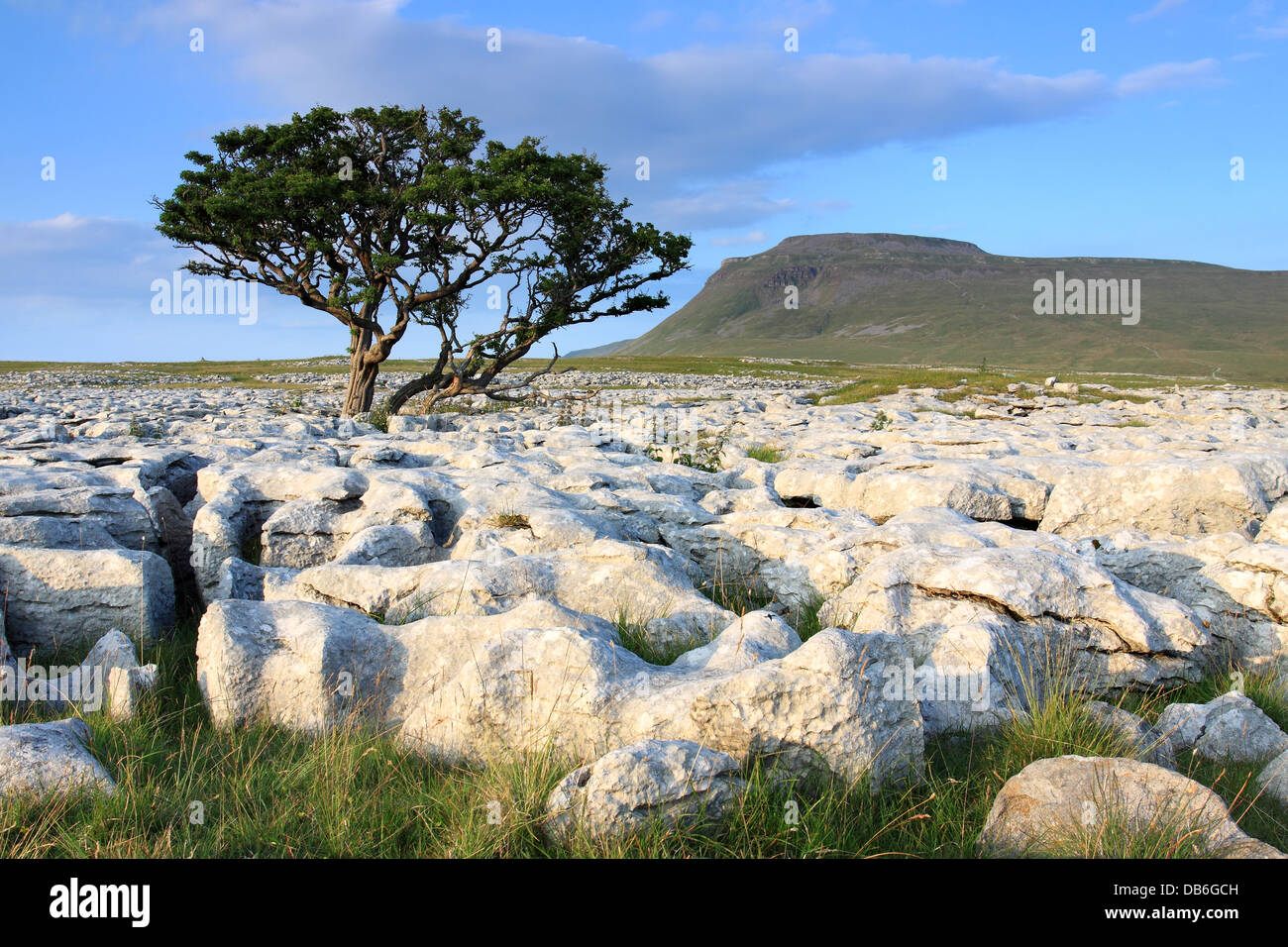 Ein einsamer Baum wächst im Kalkstein Pflaster auf weiße Narben, mit dem Gipfel des Ingleborough im Hintergrund, Yorkshire Dales Stockfoto