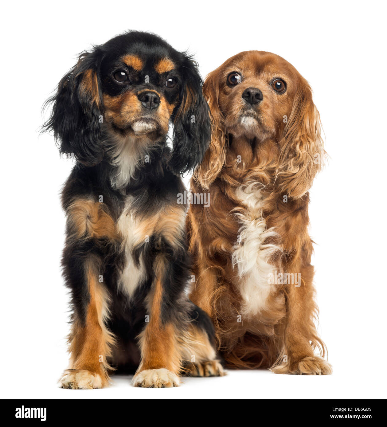 Zwei Cavalier King Charles Spaniels sitzen vor weißem Hintergrund Stockfoto