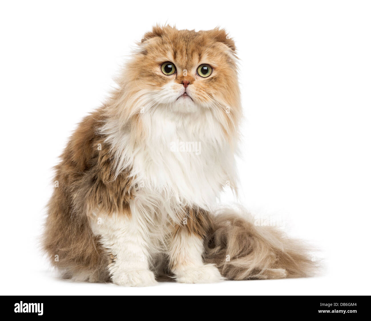 Highland Fold Katze sitzend vor weißem Hintergrund Stockfoto