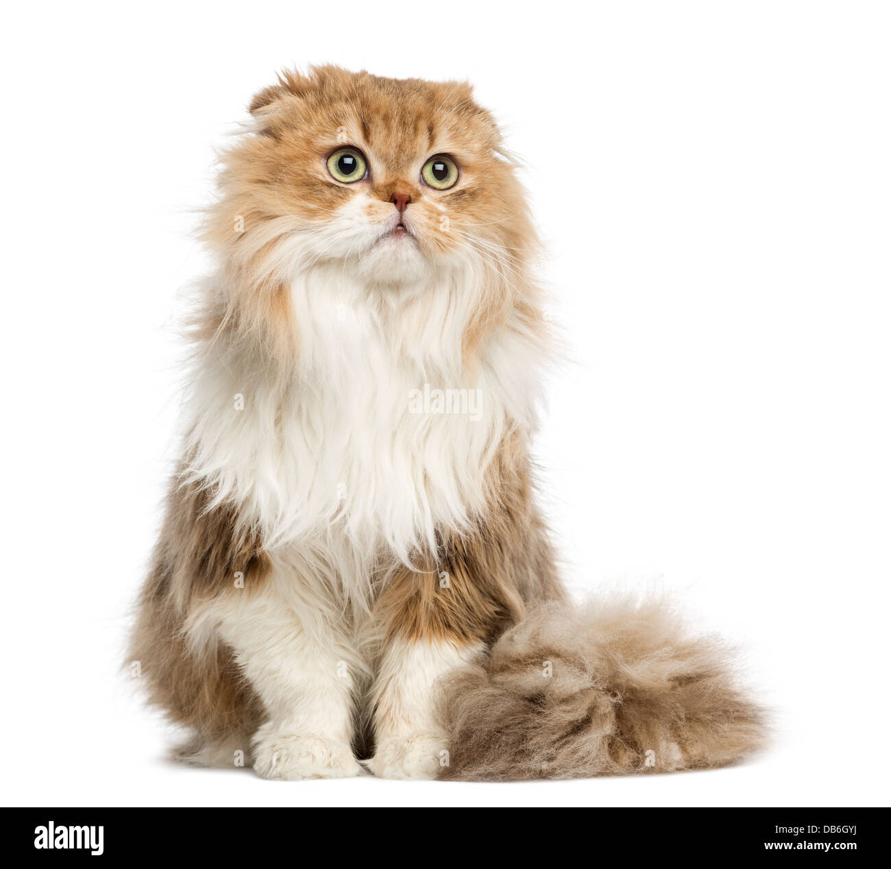Highland Fold Katze sitzend vor weißem Hintergrund Stockfoto
