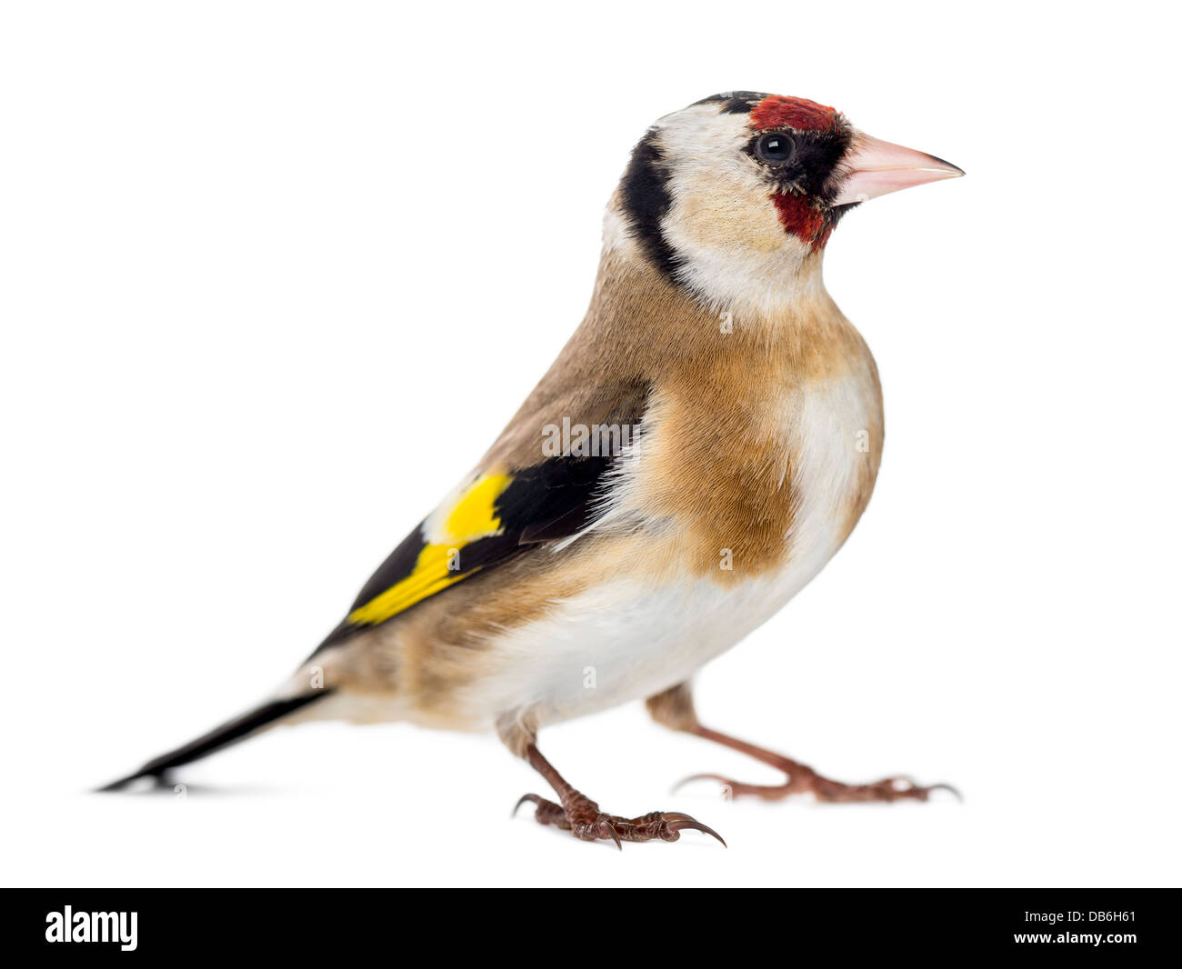Europäische Stieglitz, Zuchtjahr Zuchtjahr, stehend vor weißem Hintergrund Stockfoto