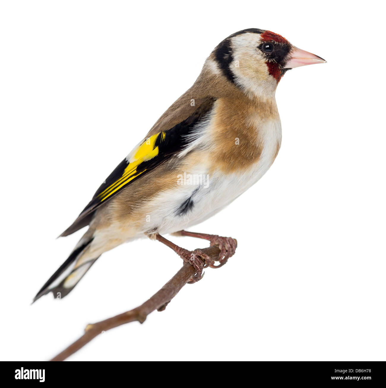 Europäische Stieglitz, Zuchtjahr Zuchtjahr thront auf Zweig vor weißem Hintergrund Stockfoto