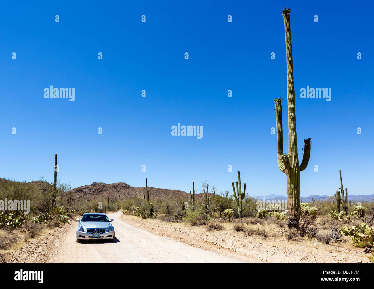 Fahrt durch Saguaro National Park West, Tucson, Arizona, USA Stockfoto