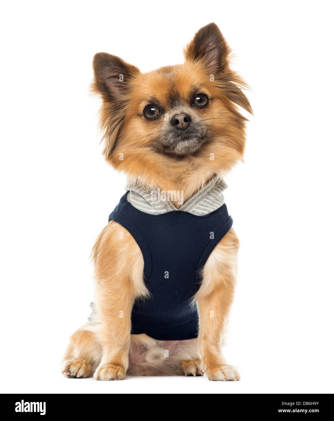 Verkleidete Chihuahua sitzen vor weißem Hintergrund Stockfoto