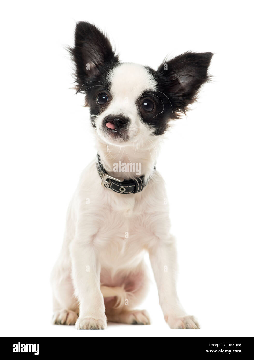 Hasenscharte Chihuahua sitzen vor weißem Hintergrund Stockfotografie - Alamy