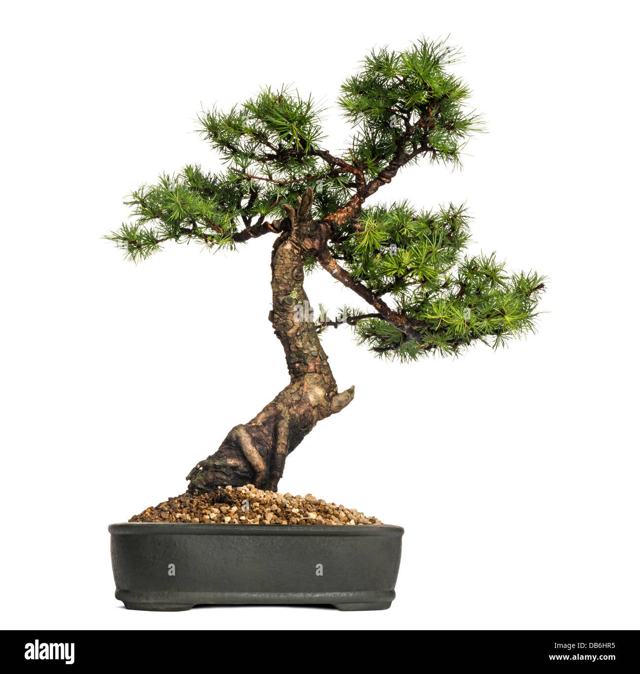 Lärche Bonsai-Baum, Larix, vor weißem Hintergrund Stockfoto
