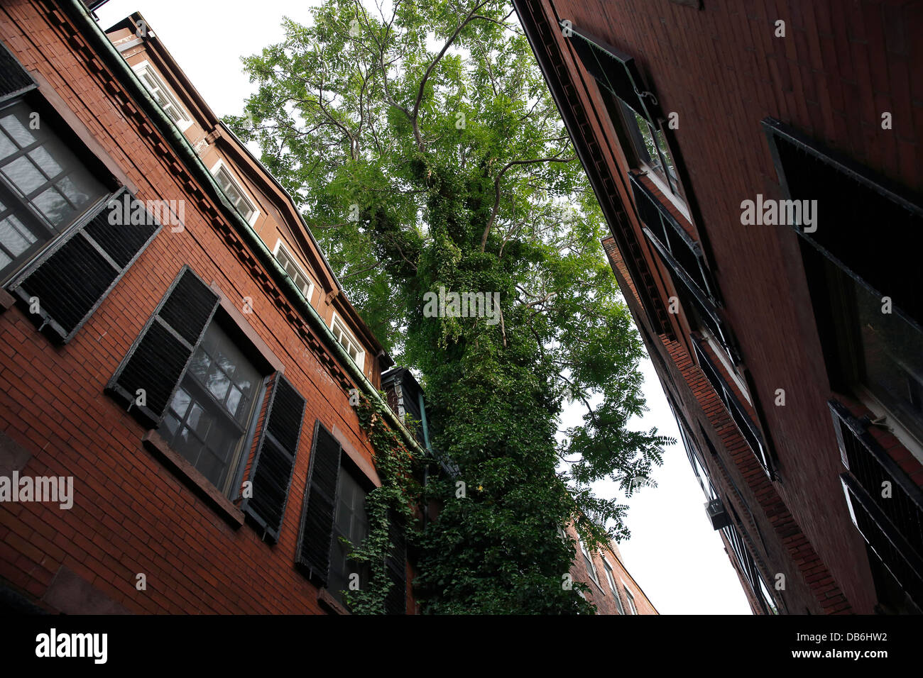 Ein Baum wächst zwischen den Häusern in Sentry Hill Place, einer engen Fußgängerzone Straße auf dem Beacon Hill in Boston, Massachusetts Stockfoto