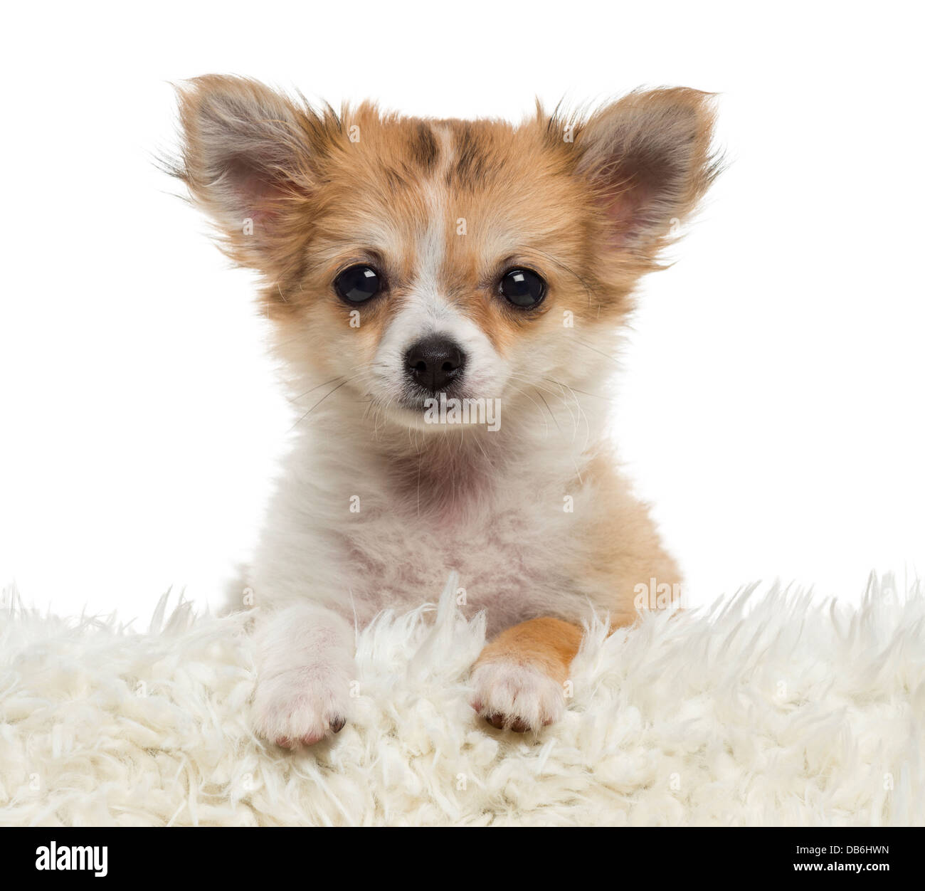 Nahaufnahme von Chihuahua Welpen schaut in die Kamera vor weißem Hintergrund Stockfoto
