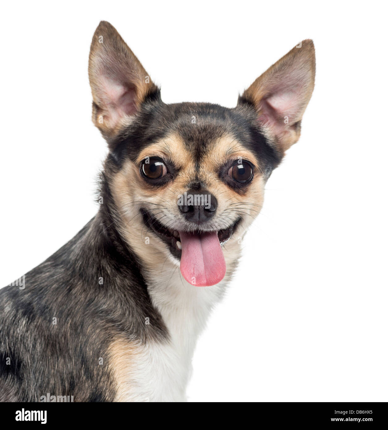 Nahaufnahme von Chihuahua Zunge heraus vor weißem Hintergrund Stockfoto