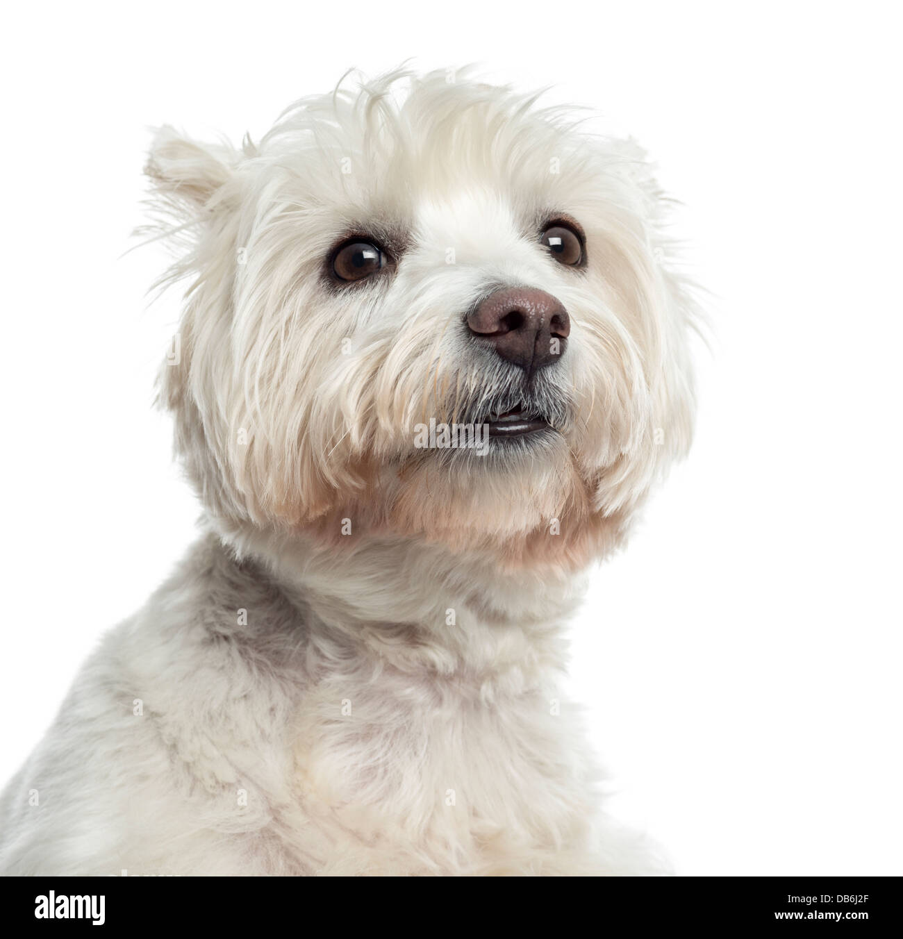 Nahaufnahme des West Highland White Terrier vor weißem Hintergrund Stockfoto