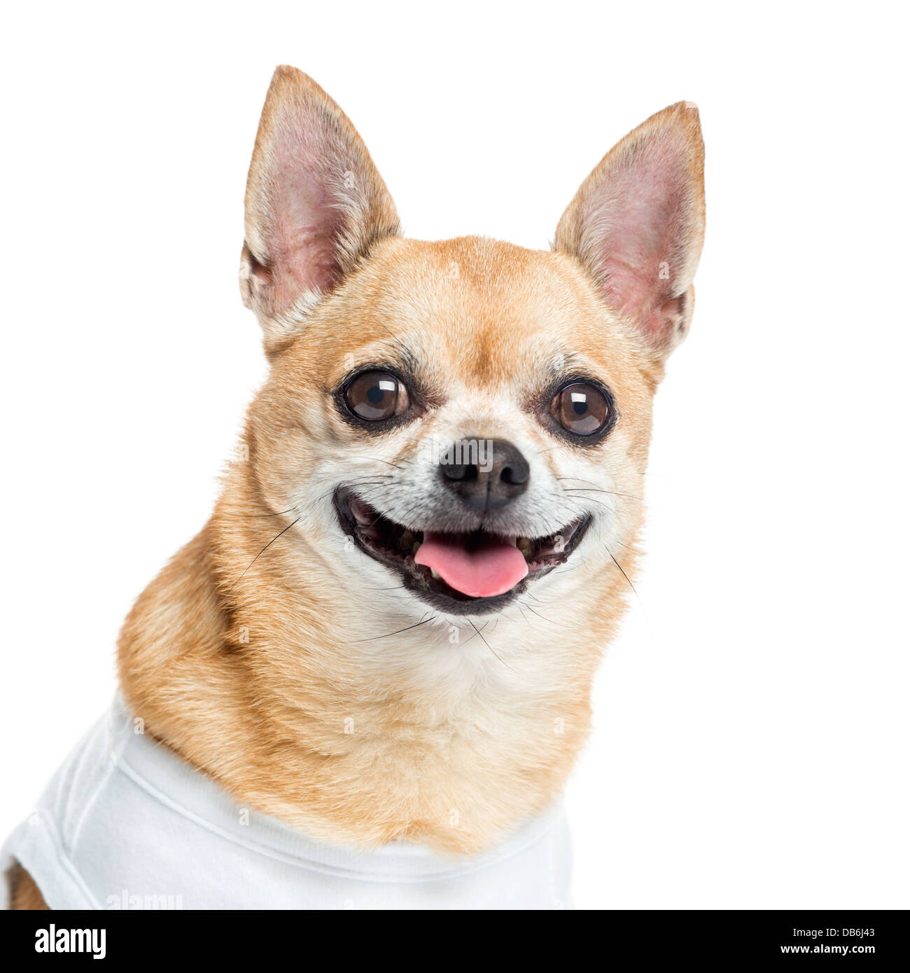 Nahaufnahme von gekleidet und lächelnd Chihuahua vor weißem Hintergrund Stockfoto
