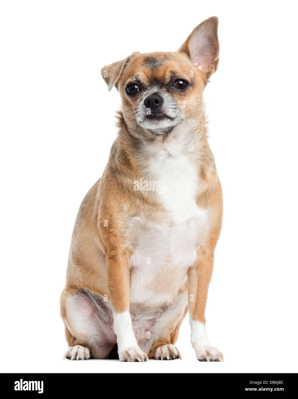 Chihuahua sitzen vor weißem Hintergrund Stockfoto