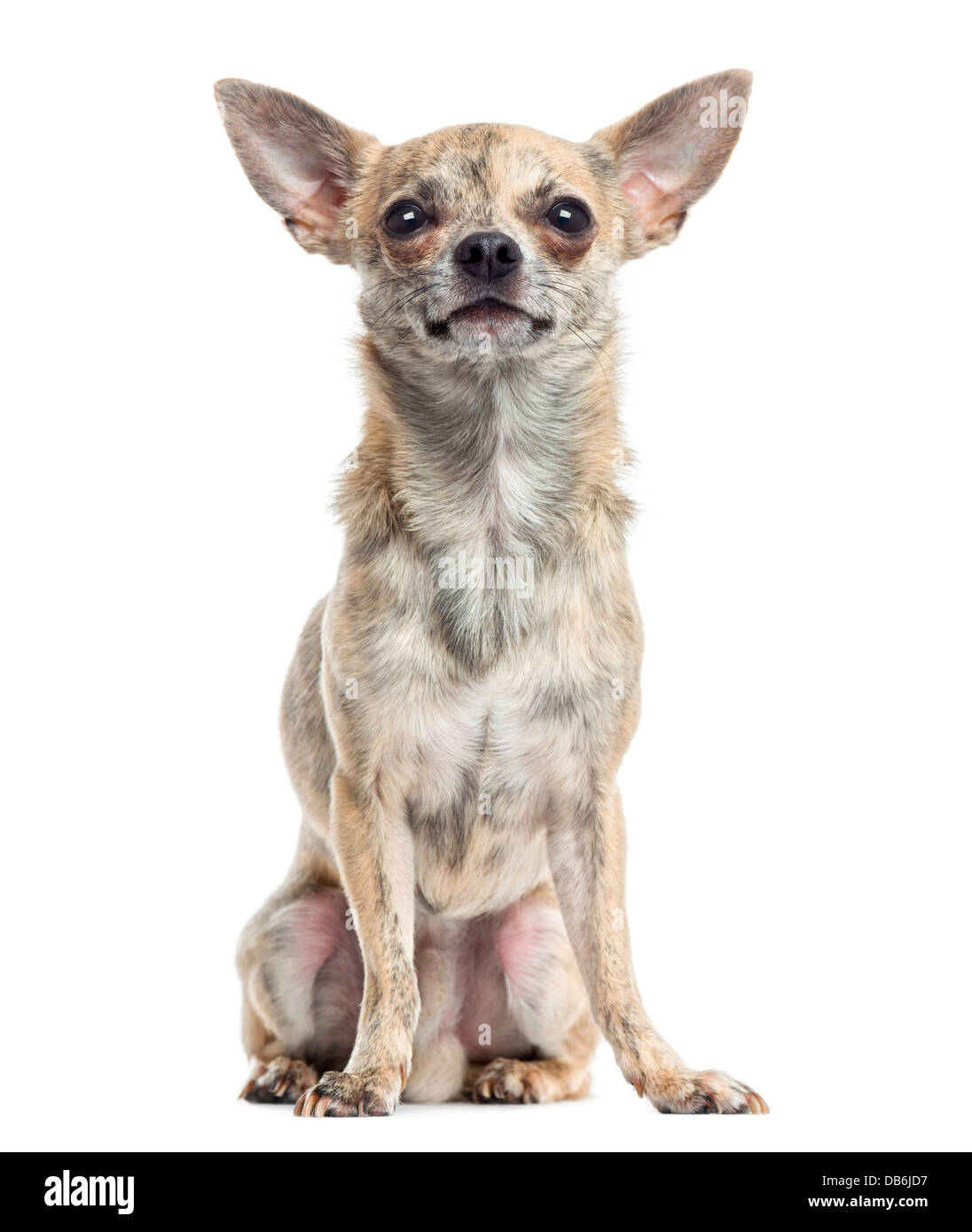 Chihuahua sitzen vor weißem Hintergrund Stockfoto