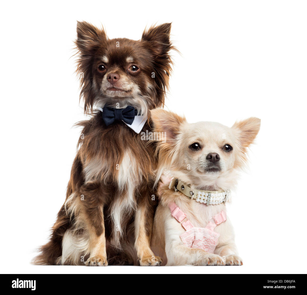 Zwei gekleidet Chihuahuas vor weißem Hintergrund Stockfoto